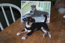 Buster Brown